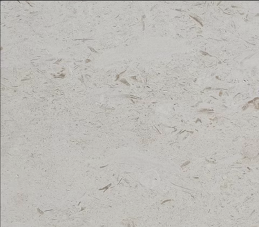 Honed Shell Stone Myra Limestone 12x24 tile for pavers and pool copings, showcasing a smooth, natural limestone surface.